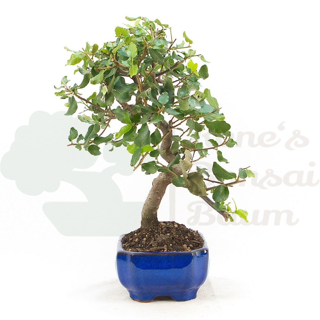 Kork-Eiche 'Quercus suber'